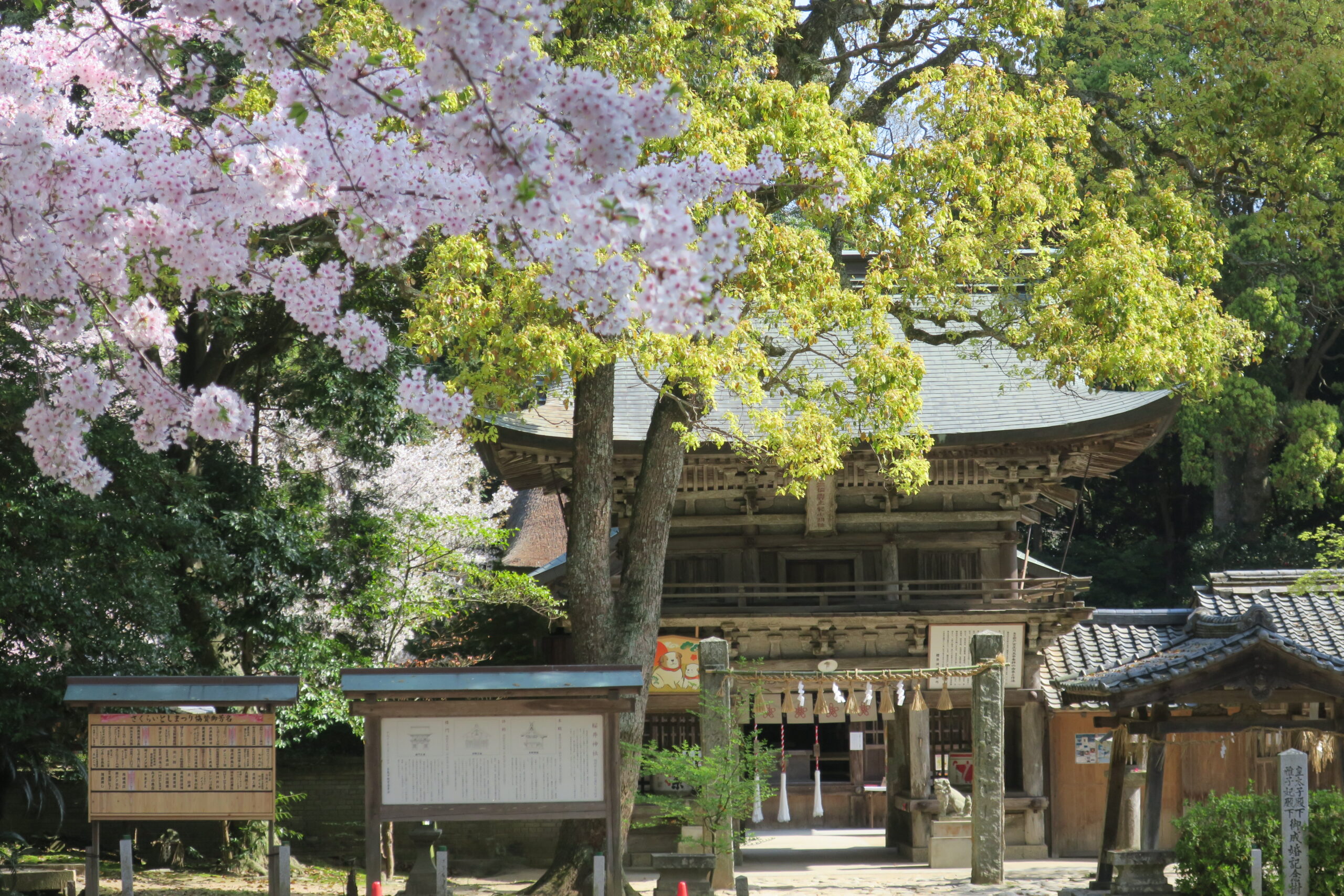 桜の時期の櫻井神社